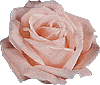 rose08.gif